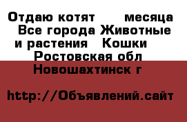 Отдаю котят. 1,5 месяца - Все города Животные и растения » Кошки   . Ростовская обл.,Новошахтинск г.